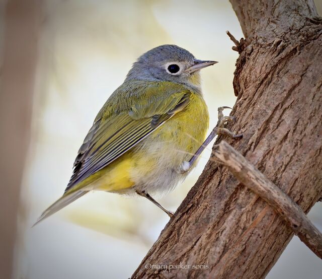 Nashville Warbler