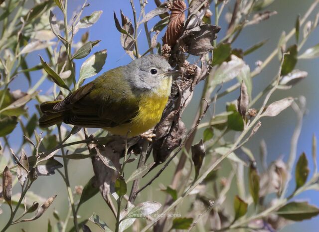 Nashville Warbler