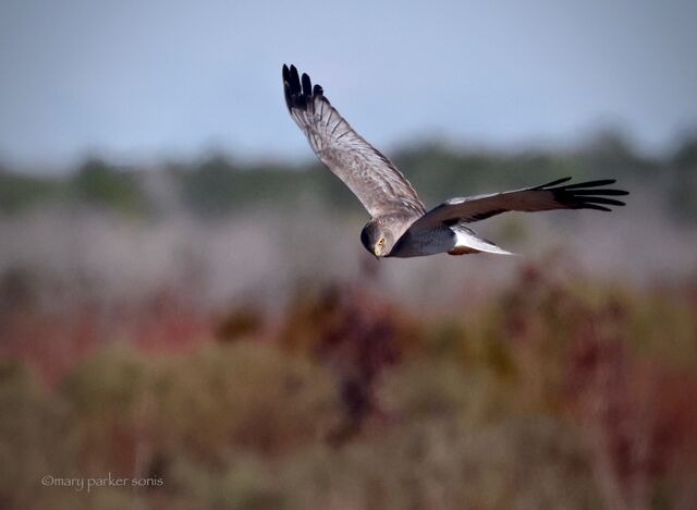 Northern Harrier