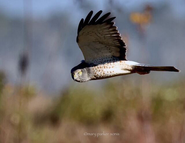 Northern Harrier