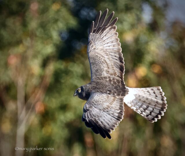 Northern Harrier