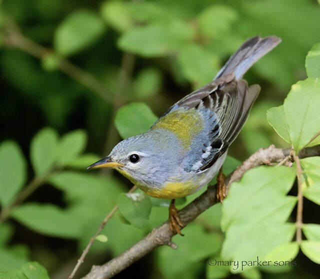 Northern Parula