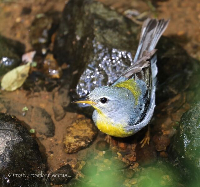 Northern Parula