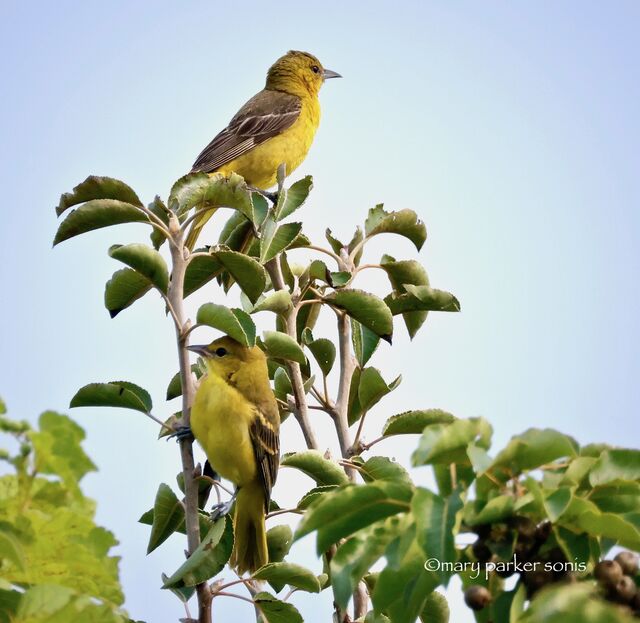 Orchard Oriole