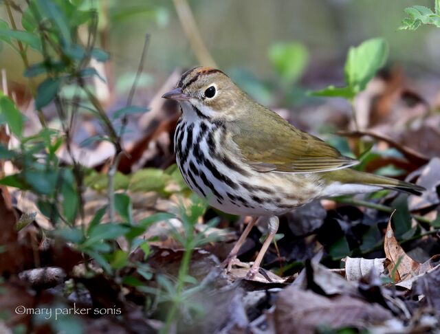 Ovenbird