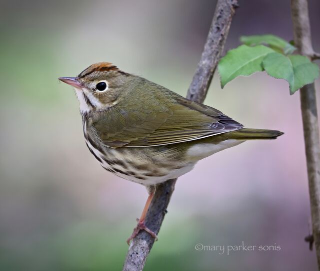 Ovenbird