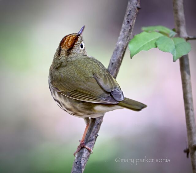 Ovenbird