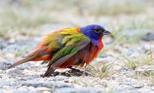 Painted Bunting