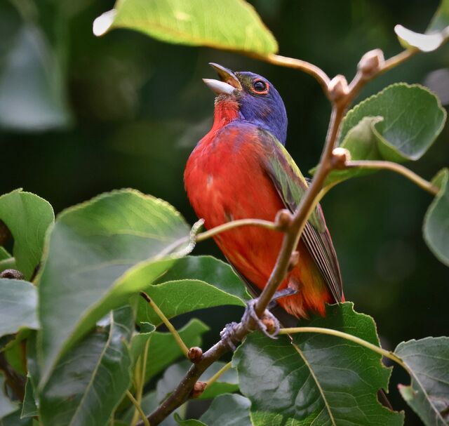 Painted Bunting