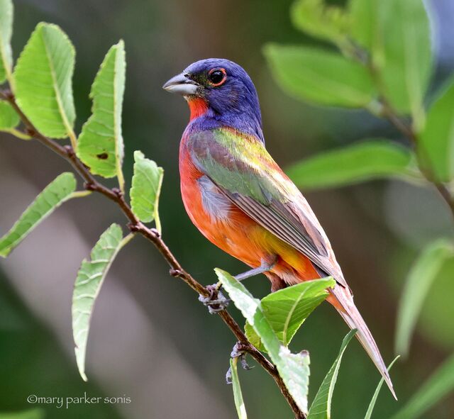 Painted Bunting