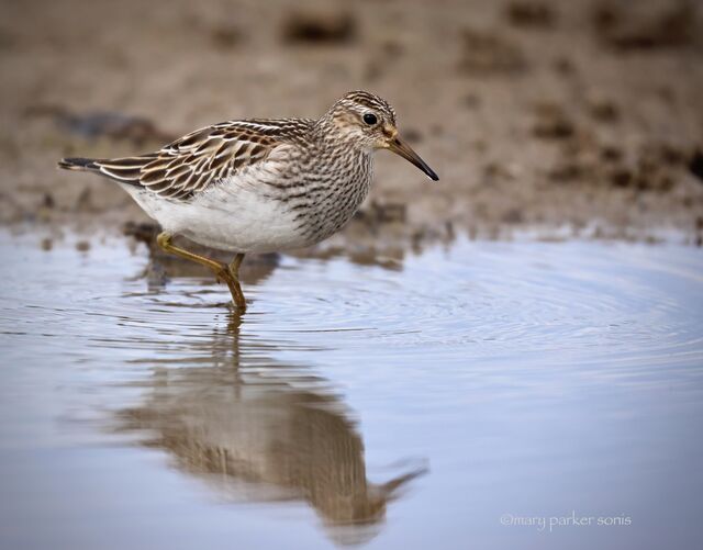 Pectoral Sandpiper