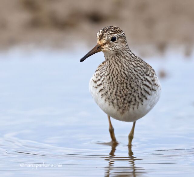 Pectoral Sandpiper