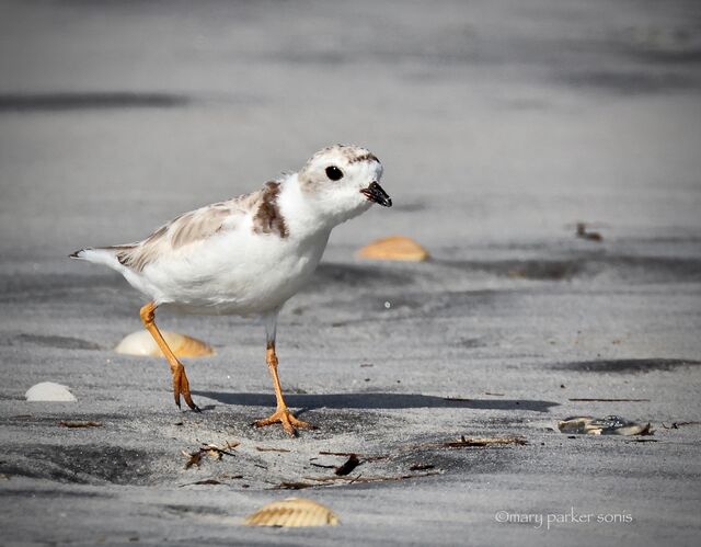 Piping Plover