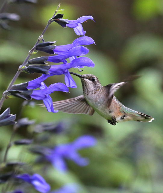 Ruby-throated Hummingbird