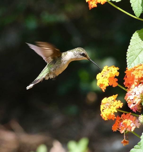 Ruby-throated Hummingbird