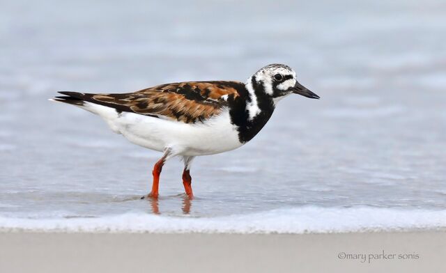 Ruddy Turnstone