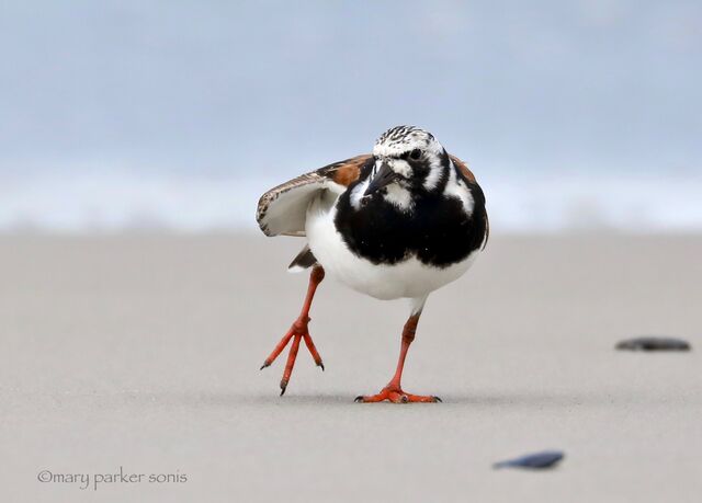 Ruddy Turnstone