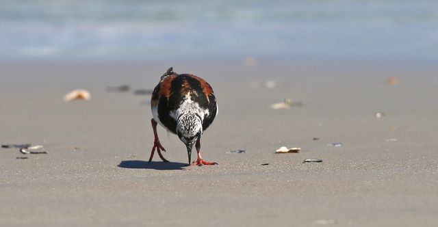 Ruddy Turnstone