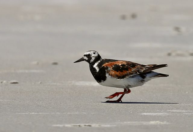 Ruddy Turnstone