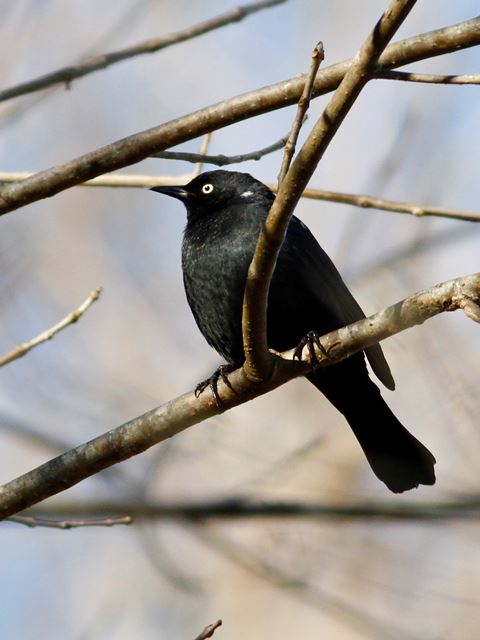 Rusty Blackbird