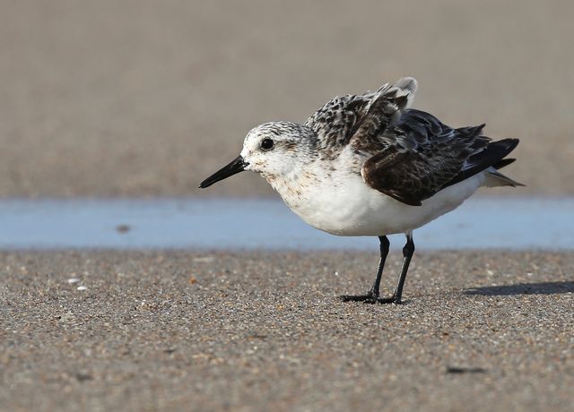 Sanderling