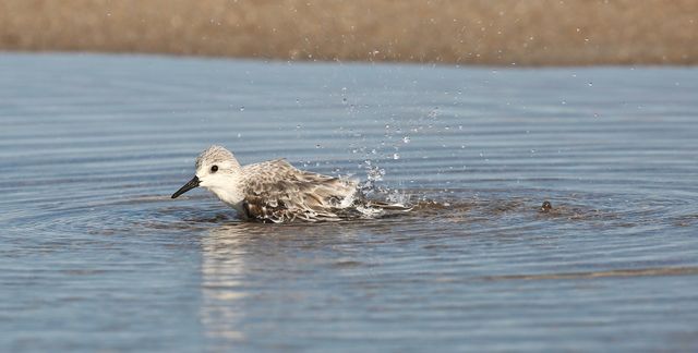 Sanderling