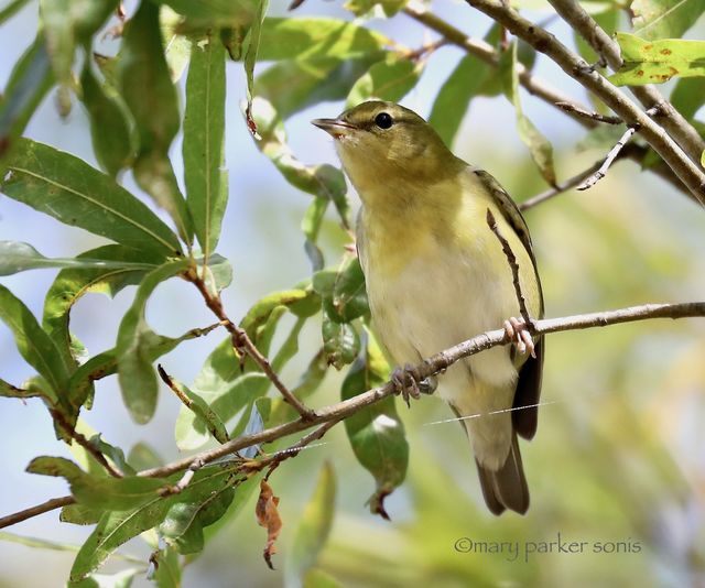 Tennessee Warbler