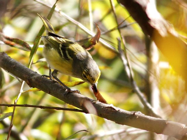 White-eyed Vireo