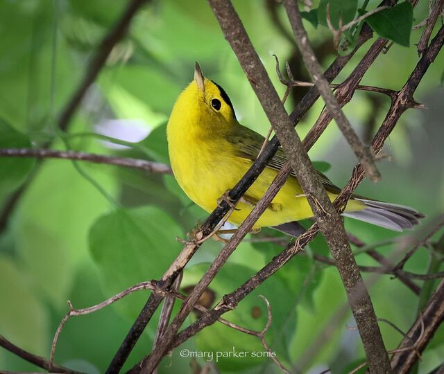 Wilson's Warbler