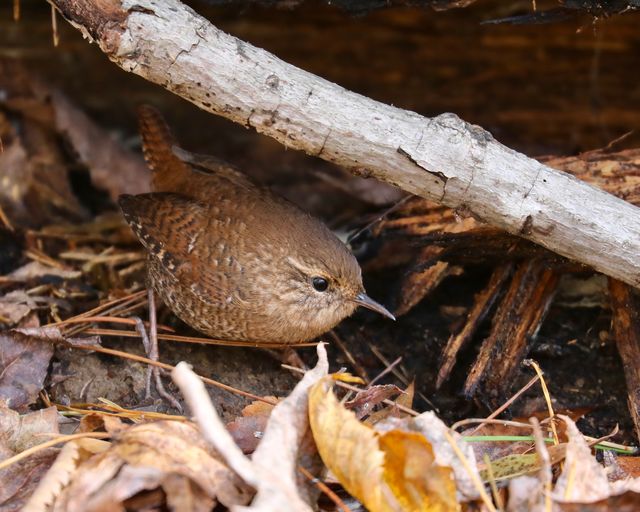 Winter Wren