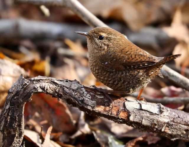 Winter Wren