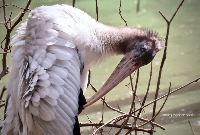 Wood Stork