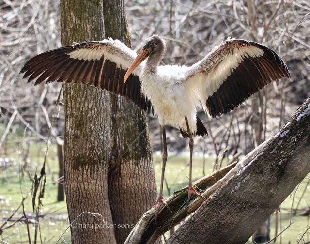 Wood Stork