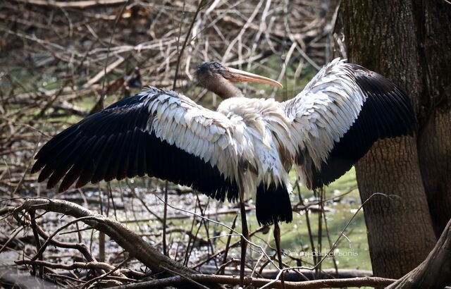 Wood Stork