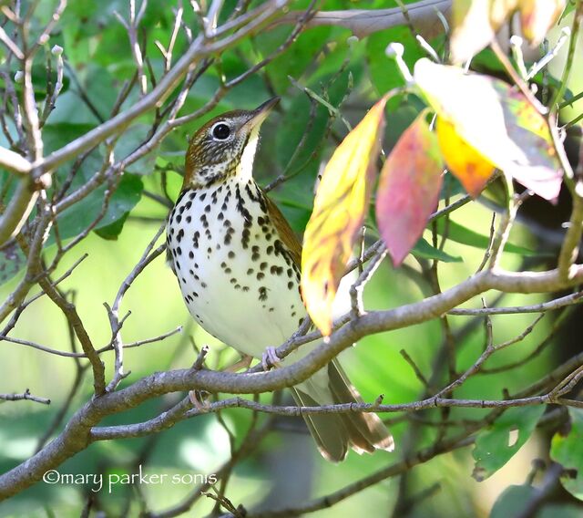 Wood Thrush