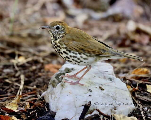 Wood Thrush