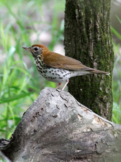 Wood Thrush