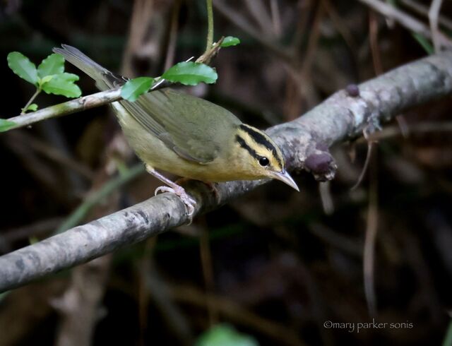 Worm-eating Warbler