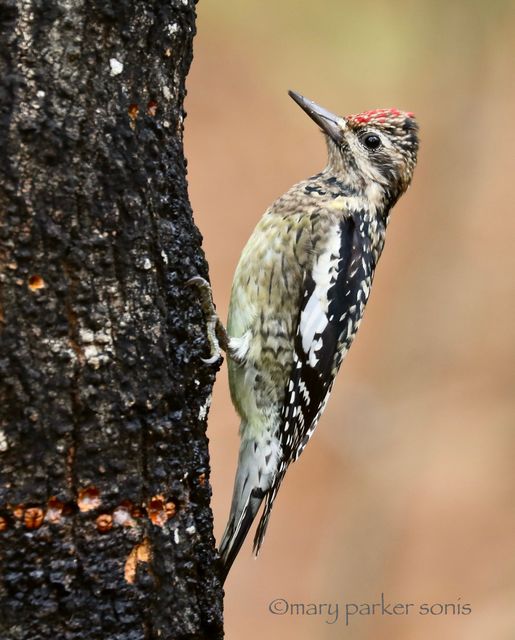 Yellow-bellied Sapsucker