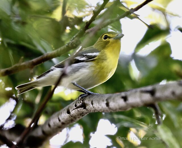 Yellow-throated Vireo