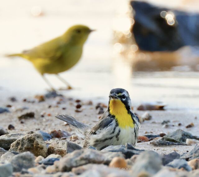 Yellow-throated Warbler