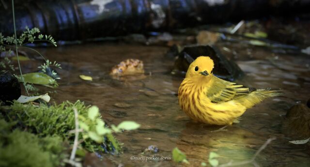 Yellow Warbler