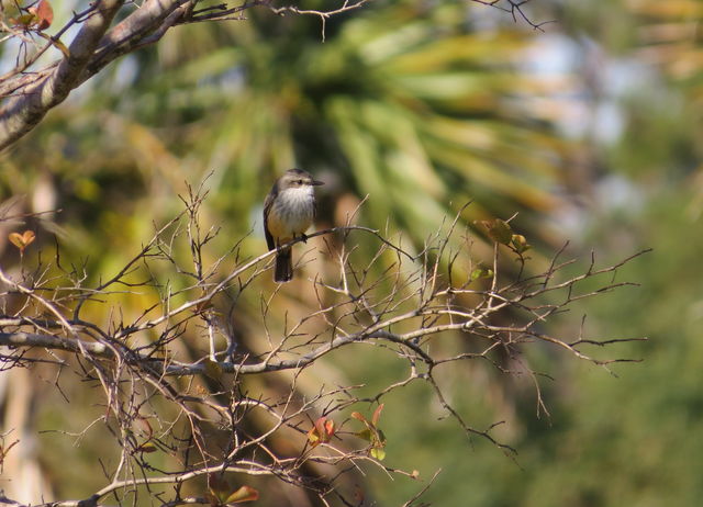 Vermilion Flycatcher