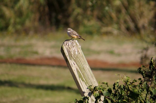 Vermilion Flycatcher