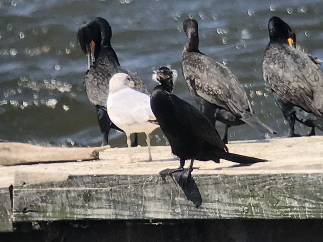 Neotropic Cormorant