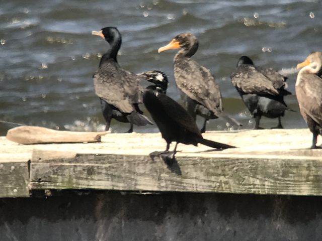 Neotropic Cormorant