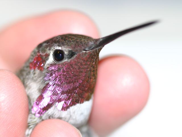 Anna's Hummingbird