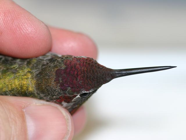 Anna's Hummingbird