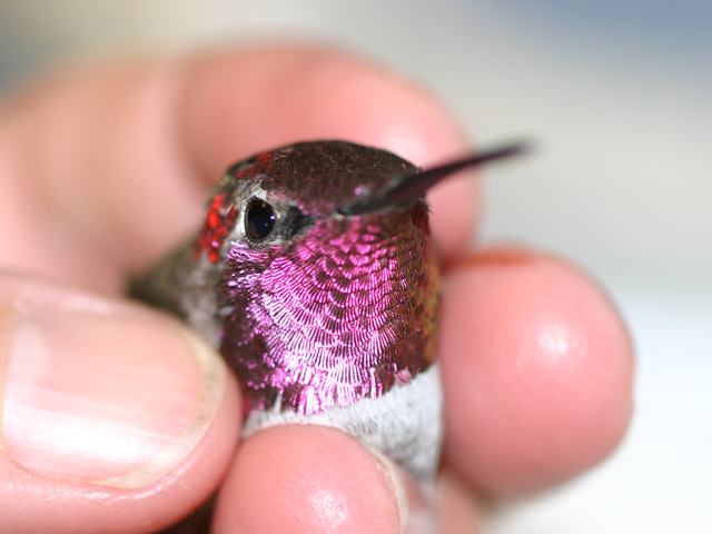 Anna's Hummingbird