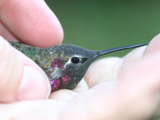 Anna's Hummingbird